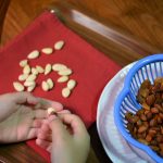 Hands are shown as they pinch the skin off of hot blanched almonds. Peeled almonds can be seen on a red cloth napkin.